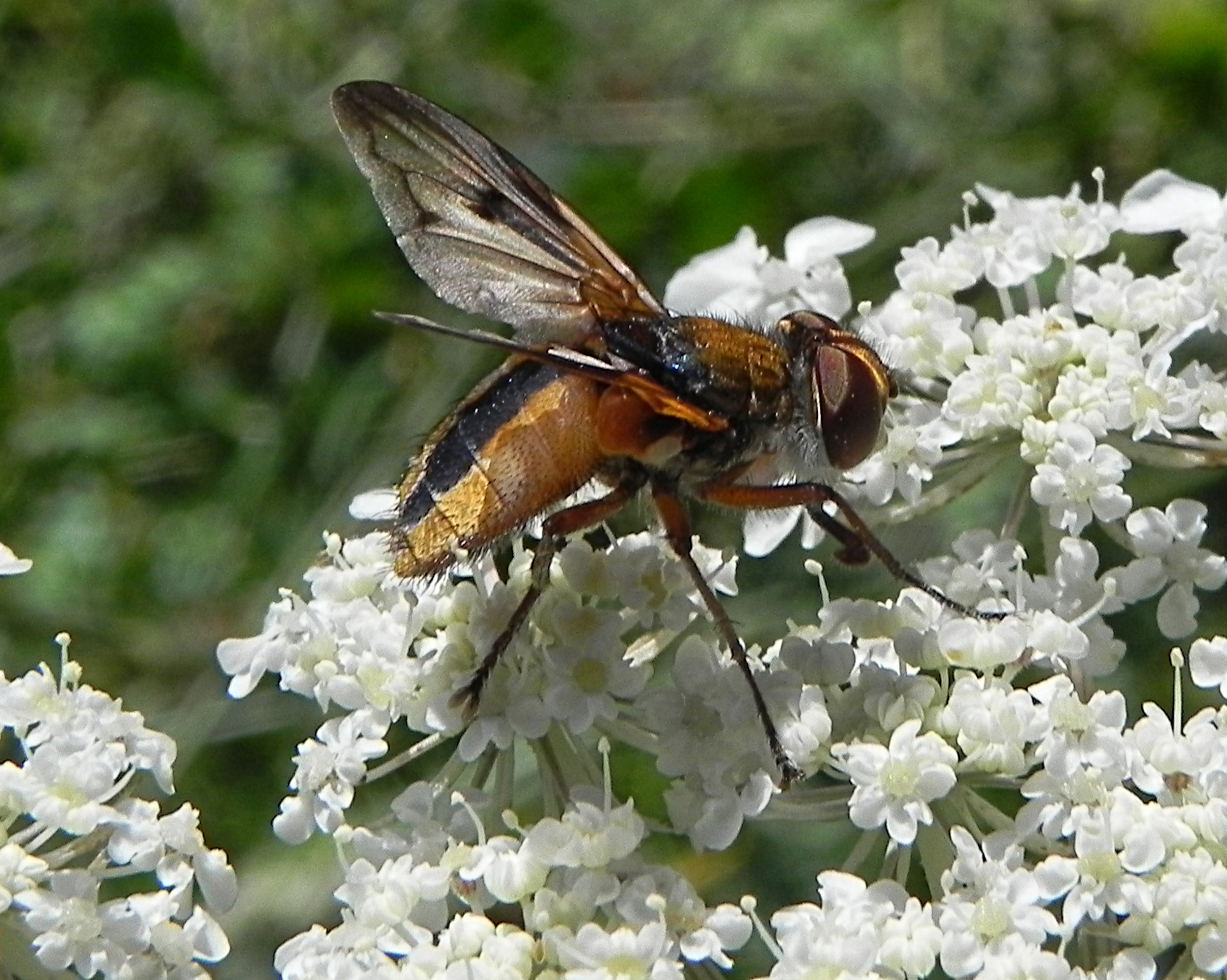 Fam. Tachinidae. Italia, Appennines, Gran Sasso, 12 Aug 2014. Provided by Paolo to children for didactics, but not shot with them.